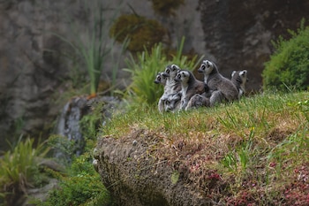 La flexibilidad fenológica surge como