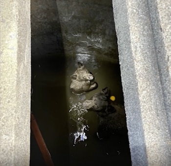 Dos osos miran hacia arriba desde el fondo de una estructura profunda de concreto con agua