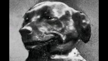 La perra que luchó en el frente de batalla de la Segunda Guerra Mundial, conoce a Tich “La Rata del Desierto” (Facebook Hero Paws - Life after Service)