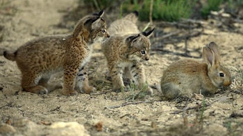 ¿Por qué aumenta el número de conejos en las zonas en las que se reintroduce el lince ibérico? Un estudio ha encontrado el motivo