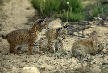 Un estudio explica el motivo por el que aumentan las poblaciones de conejos en las zonas en las que se reintroduce el lince ibérico. (Lynx ex Situ/Wikimedia Commons)