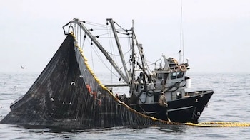 Cuota de anchoveta para la primera temporada de 2026 es la más baja en una década