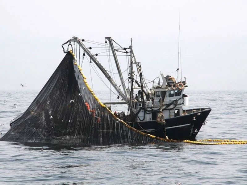 La anchoveta se reduce en superficie y la industria pesquera queda más expuesta. Foto: Oceana