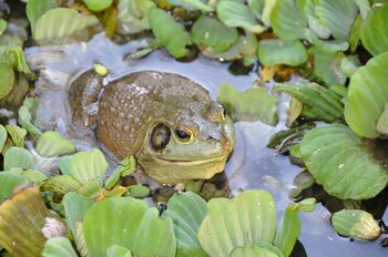 El hongo hace que la