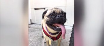 El pug Winston se convirtió