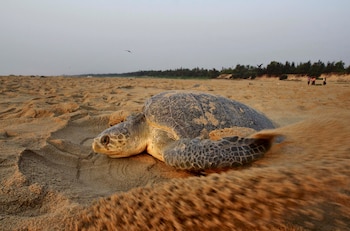 El Festival de la Tortuga