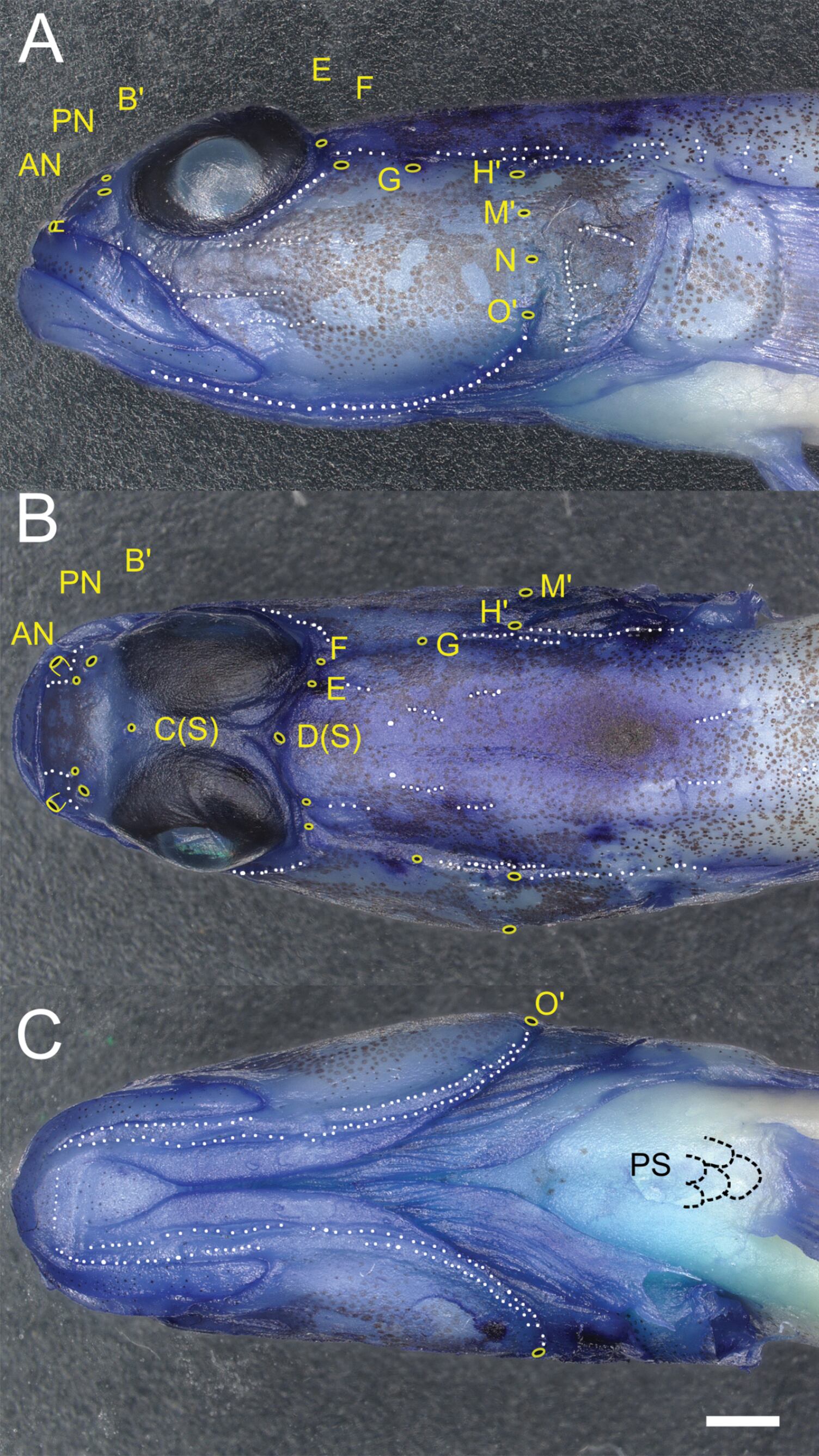 La pérdida de pigmentación tras la preservación de los especímenes convirtió a las fotografías iniciales en el único registro de su coloración original (Gentileza, estudio: Tomiyamichthys oriens , una nueva especie de gobio camarón (Teleostei , Gobiidae) de la costa de Banyuwangi, Java Oriental, Indonesia, publicado en ZooKeys)