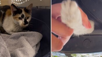 Los rescatistas nombraron al animal