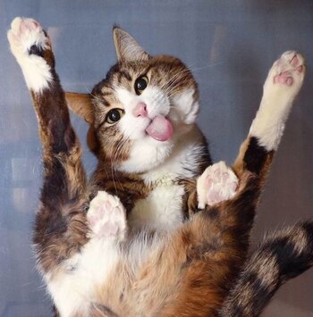 El hilo "Gatos en vidrios" llevó a Twitter la imagen de un cariñoso gato con su dueño (Foto: Twitter@9000x)