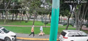 Las imágenes muestran a los animales caminando junto a dos hombres antes de que presuntamente fueran dejados a su suerte en la vía pública.
