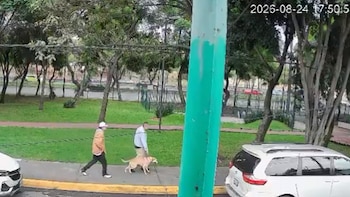 Así abandonaron a varios perritos frente a una unidad habitacional de Tlalpan y video causa indignación