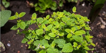 Minthostachys mollis, conocida comúnmente como