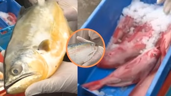 Nuevas especies de pescado llegan al Callao por el fenómeno de El Niño: conoce la señorita, el trapo y el machete de hebra