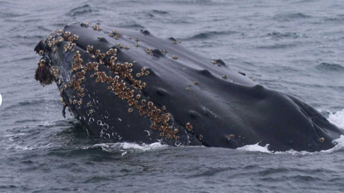 ballenas
