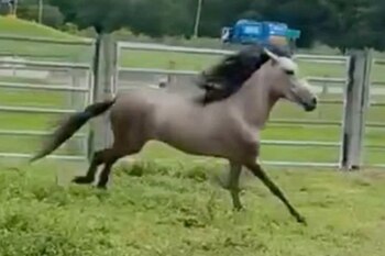 El caso de Thunder es