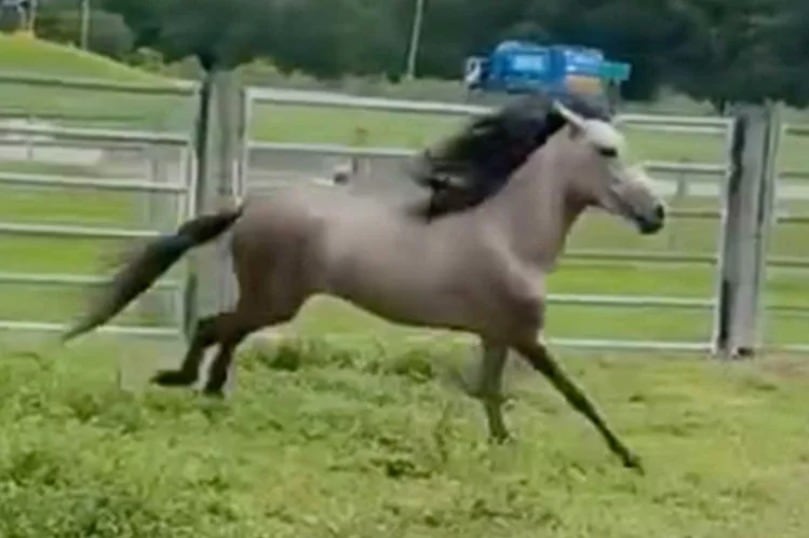 El caso de Thunder es un ejemplo vívido del impacto de la denuncia ciudadana y la acción rápida de las autoridades. —(Facebook, @polkcountysheriff)