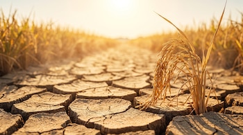 Tierra marrón agrietada con plantas de arroz secas y doradas en un campo bajo el sol poniente.