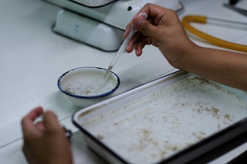 Buenos Aires CABA Formosa Entre