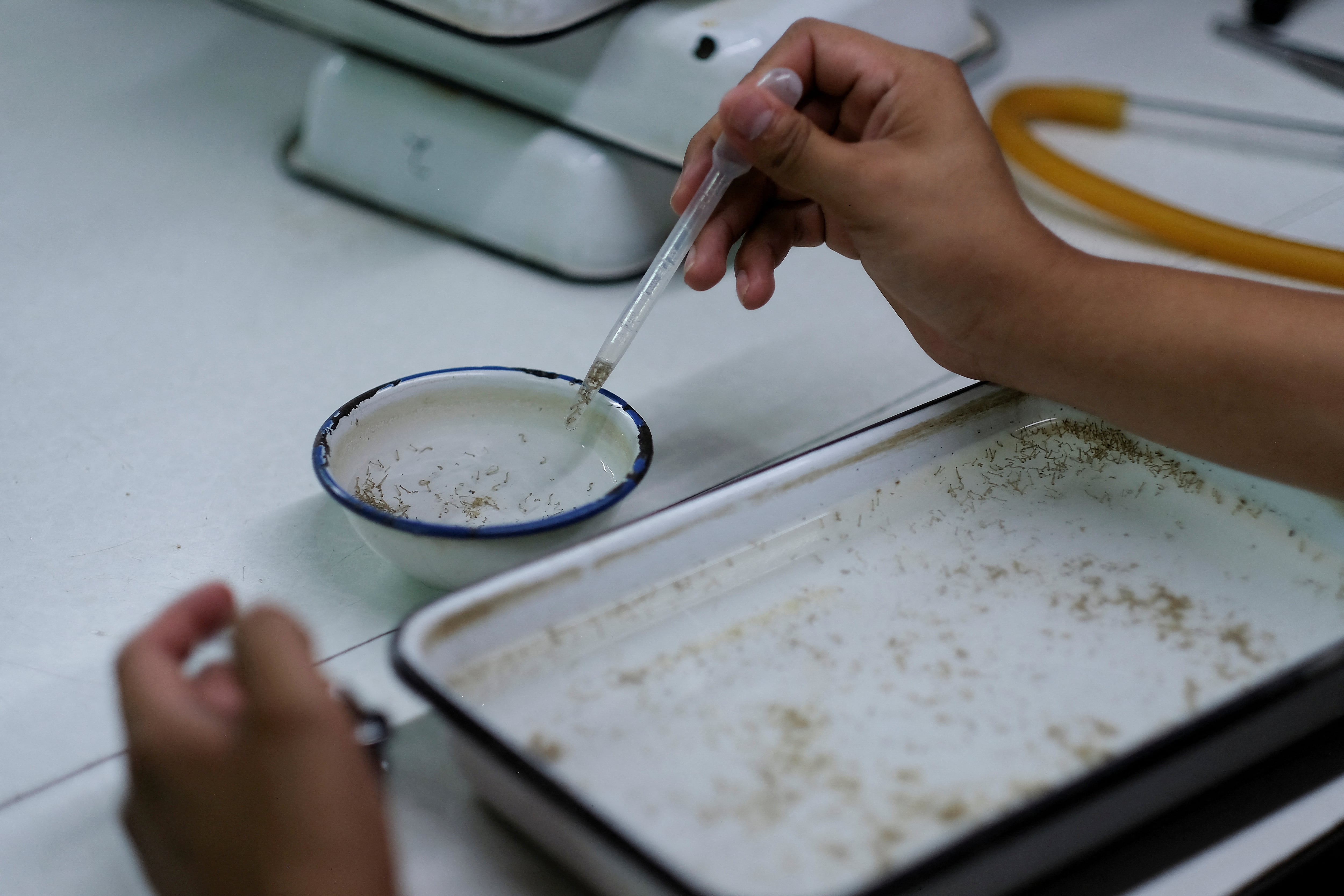 Buenos Aires CABA Formosa Entre Ríos y Mendoza registraron los primeros casos confirmados en la nueva temporada de dengue
(REUTERS/Josue Decavele)