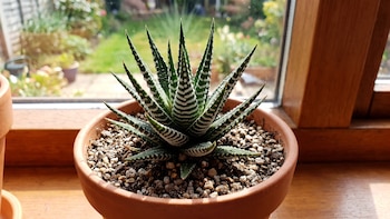 La suculenta de hojas rayadas que decora la casa y es ideal para quienes empiezan en la jardinería