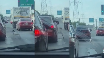 El video se volvió viral