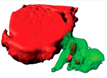Imagen facilitada por el CNIC