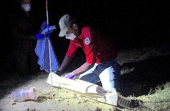 Hurón de patas negras: El animal que Estados Unidos logró rescatar de la extinción vuelve a desaparecer