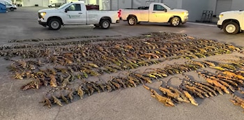 Cientos de iguanas verdes, consideradas