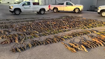 Lluvia de iguanas “invasoras” en