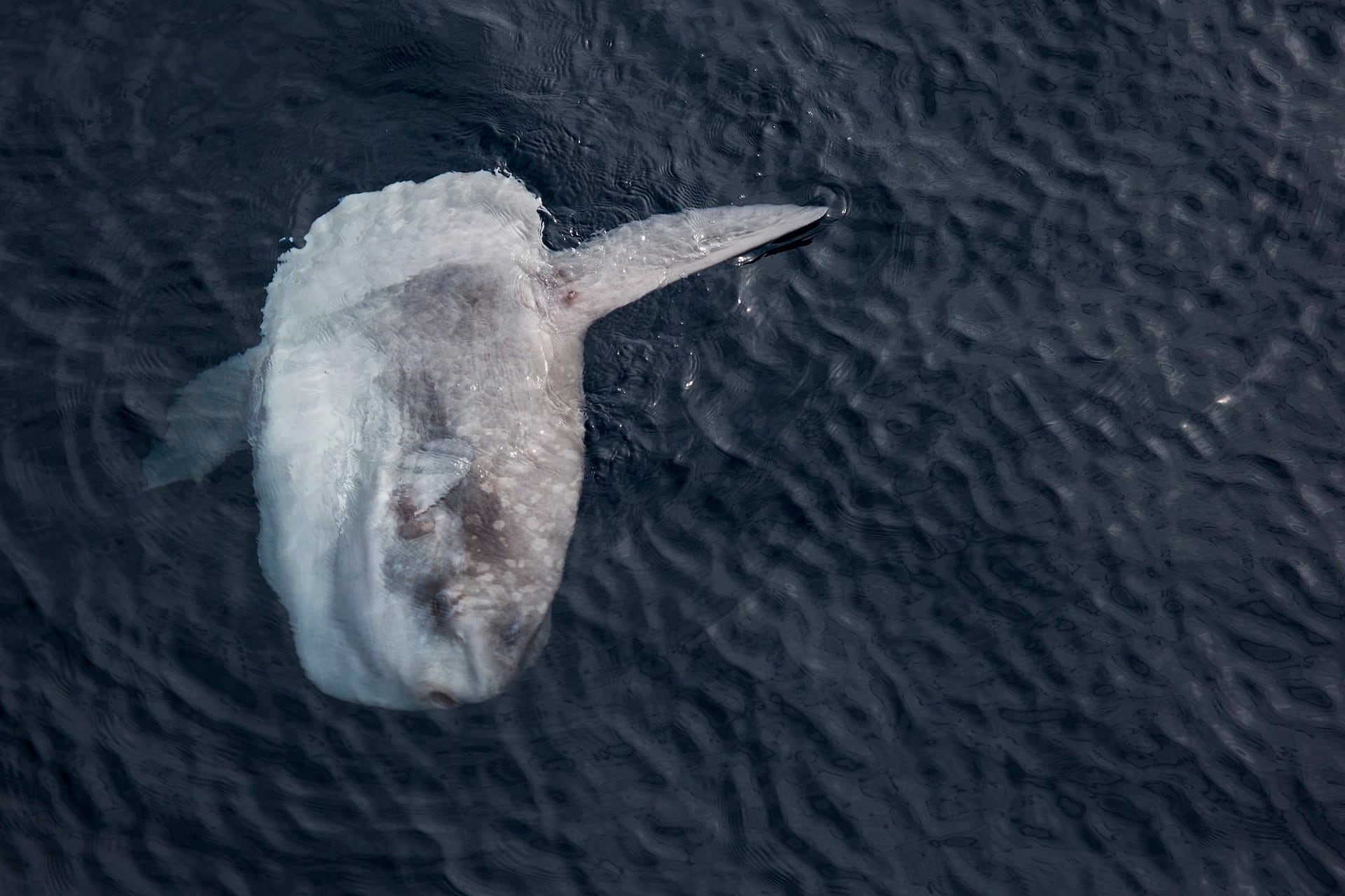 Aunque no es un tiburón, el pez luna es uno de los grandes depredadores del Mediterráneo español. (Wikimedia Commons)