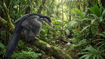 Un ave de plumas grises y cola larga sobre una rama con musgo en una selva con palmeras, helechos y un arroyo.