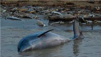 Más de 100 delfines aparecieron