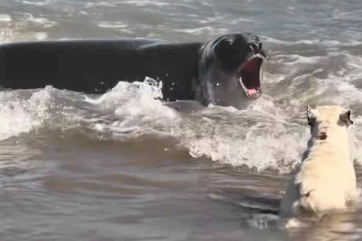 Científicos advierten sobre la necesidad de nuevas estrategias de conservación para la especie (Agus Uthrralt)