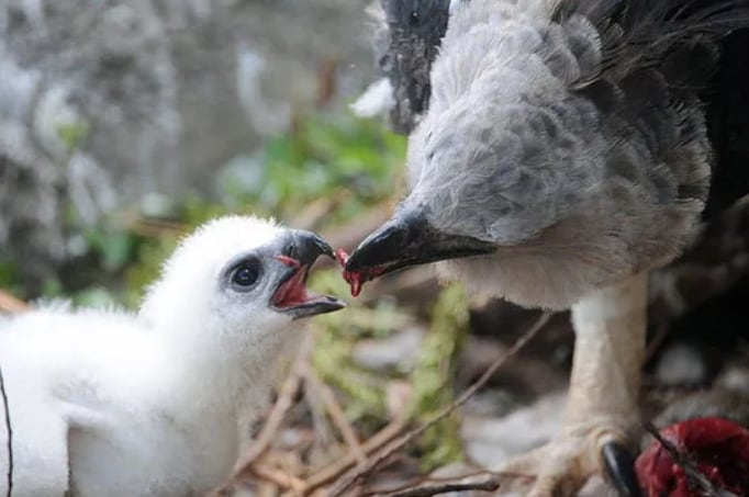 Los nidos registrados en la provincia de Darién proceden de la zona de amortiguamiento del Parque Nacional Darién. (Cortesía)