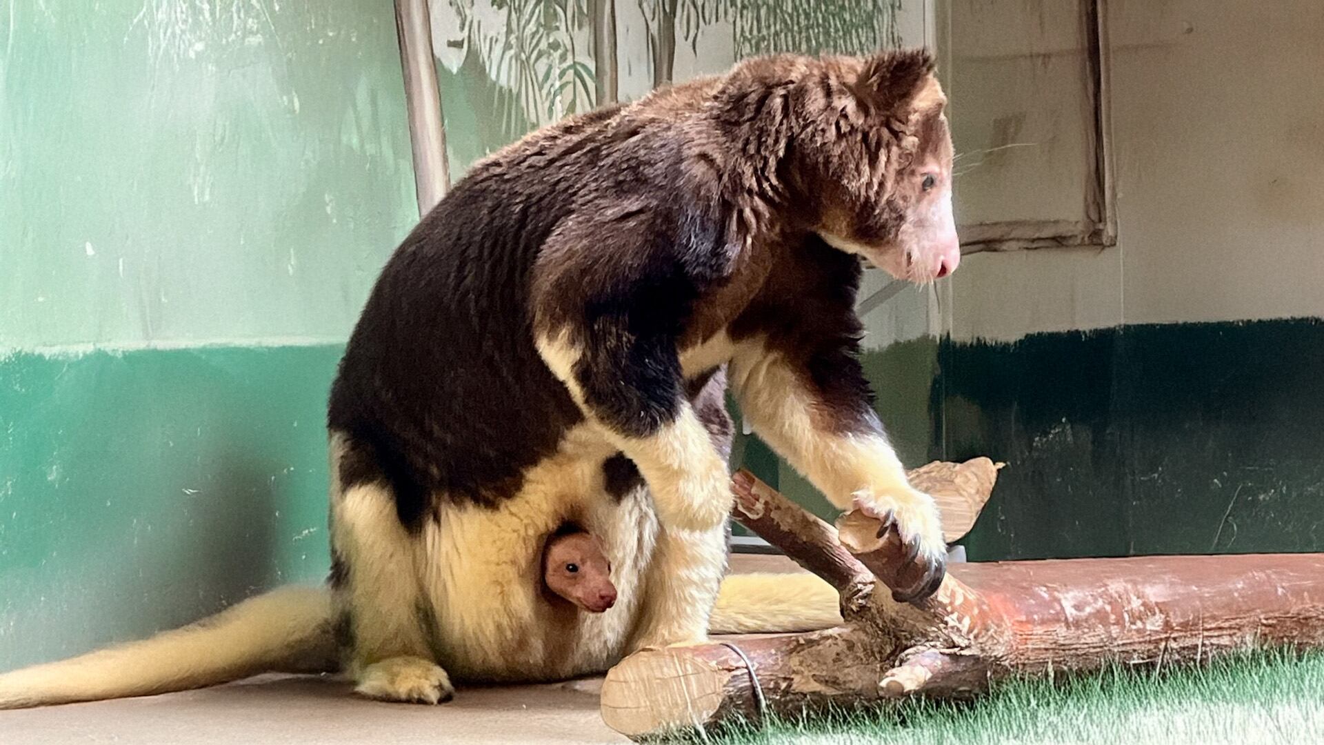 Los cuidadores de la cría en el zoológico aseguraron que aún es pronto para determinar su sexo. (Facebook: Lincoln Children's Zoo)