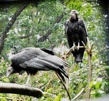 El último avistamiento de esta