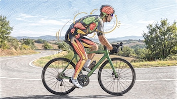 Dibujo de ciclista en bicicleta verde con casco y gafas en una carretera con paisaje rural; se observan sus órganos internos y músculos.
