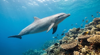 Un delfín mular gris nada en agua azul junto a un arrecife de coral y varios peces pequeños.
