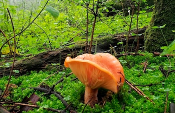 El Parque Nacional del Ajusco