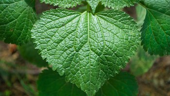 Las hierbas y otras medicinas