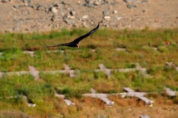 Varias aves carroñeras han sido