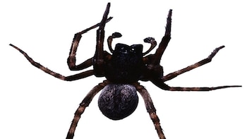 Superar una fobia podría aliviar