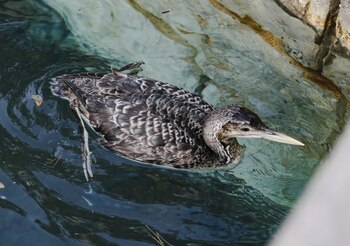 Las autoridades del Bellagio resort