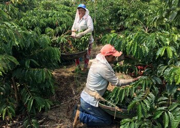 Foto de achivo de trabajadores cosechando café robusta en Sao Gabriel da Palha, en el estado brasileño de Espirito Santo.
May 2, 2018. REUTERS/Jose Roberto Gomes