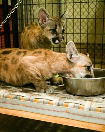 Los cachorros alimentándose después de