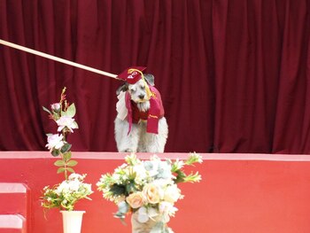 La canina subió al estrado