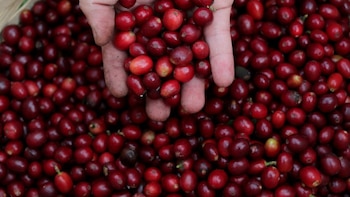 Cambio climático altera la cosecha de café en Costa Rica y eleva los costos de producción