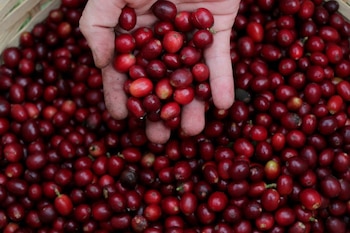 Las variaciones en las lluvias y las temperaturas superiores a 25 °C alteran la floración y el desarrollo de los granos de café en Costa Rica. (REUTERS/Amanda Perobelli/Archivo)