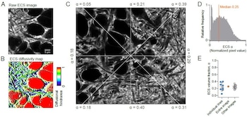 Modelo de difusión y propiedades geométricas y de difusión locales del ECS (Springer Nature)