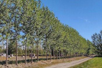 Un clon desarrollado por el INTA ofrece mayor resistencia al viento y mejor adaptación al clima